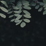 Photo udid