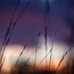 Photo blur picture iPhone