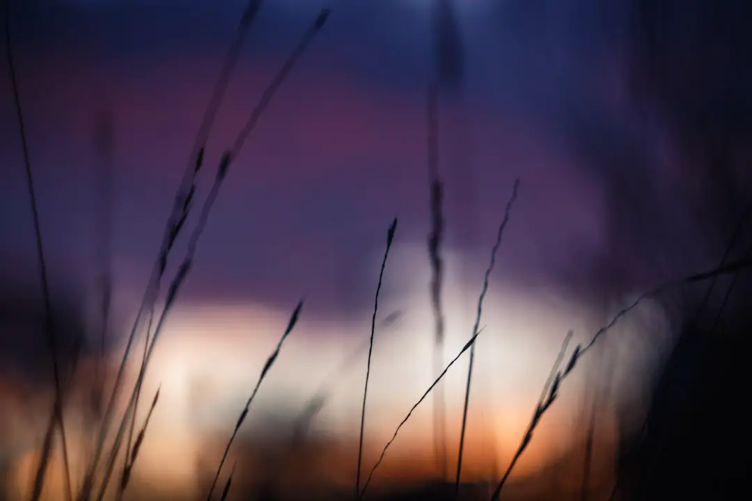 Photo blur picture iPhone