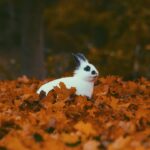 Photo spoof pokemon go