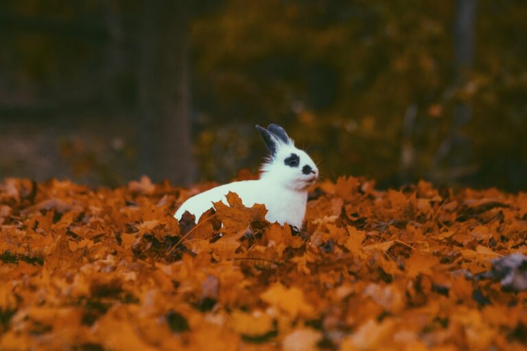 Photo spoof pokemon go